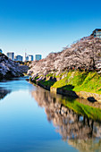 Spring cherry blossom, Chidorigafuchi, Chiyoda ku, Tokyo, Japan, Asia