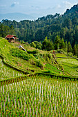 Rice paddy fields in the highlands, Tana Toraja, Sulawesi, Indonesia, Southeast Asia, Asia