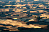 Ackerland im Palouse, Palouse, Bundesstaat Washington, Vereinigte Staaten von Amerika, Nordamerika