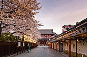 Sensoji Temple in Cherry blossom season, Tokyo, Japan, Asia