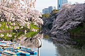Cherry blossoms at Chidorigafuchi moat, Tokyo, Japan, Asia