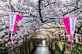 Meguro River during cherry blossom time, Tokyo, Japan, Asia