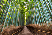 Arashiyama Bamboo Grove, Kyoto, Japan, Asia
