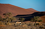 Oryx wandert bei Sonnenaufgang durch den Sossusvlei-Nationalpark, Namibia, Afrika