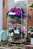 Etagere with room azaleas, African violets, cyclamen and Christmas cactus on the window, clad with burlap and decorated with juniper branches and cones