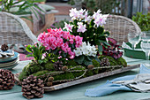 Rhododendron simsii, African violets and Christmas cactus 'Witte Eva' in moss on a wooden board as table decoration