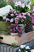 Rex begonia, room azalea, white begonia and Christmas cactus with pine cones on wooden tray