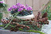Basket of African violets on a tray with cones and twigs