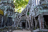 Ankor Wat, ein historischer Khmer-Tempel aus dem 12. Jahrhundert und UNESCO-Weltkulturerbe, Bögen und geschnitzter Stein mit großen Wurzeln breiten sich über das Mauerwerk