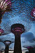 Low angle view of futuristic Supertree Grove at Gardens by the Bay in Singapore in the evening.