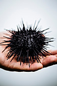 High angle close up of hand holding a fresh uni, sea urchin.