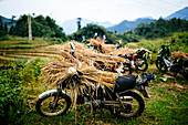 Mit Reishalmen beladene Motorräder in den nördlichen Bergen von Vietnam