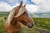 France, Puy de Dome, Chambon sur Lac, regional Natural reserve of the volcanoes of Auvergne, massif of Sancy, the nature reserve of the Valley of Chaudefour, thoroughbred horse Haflinger, also known as the Avelignese, on the path of crests