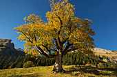 Bergahorn an der Schwarzenberghütte im Hintersteiner Tal bei Bad Hindelang, Allgäu, Bayern, Deutschland