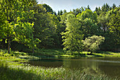 Windsborn-Kratersee auf dem Mosenberg, bei Bettenfeld, Eifelmaare, Eifel, Rheinland-Pfalz, Deutschland