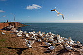 Brooding Northern Gannets (Morus bassanus) on the Lummenfelsen, Helgoland, North Sea, Schleswig-Holstein, Germany