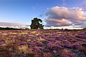 Heather in the Westruper Heide, Münsterland, North Rhine-Westphalia, Germany