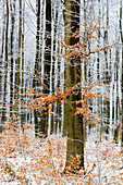 Buchen in einem Wald im Münsterland, Nordrhein-Westfalen, Deutschland
