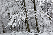 Buchen, Winterlandschaft am Hohen Hagen nahe Winterberg, Sauerland, Nordrhein-Westfalen, Deutschland