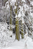 Fichtenwald, Winterlandschaft am Hohen Hagen nahe Winterberg, Sauerland, Nordrhein-Westfalen, Deutschland