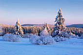 Winterlandschaft am Hohen Hagen nahe Winterberg, Sauerland, Nordrhein-Westfalen, Deutschland