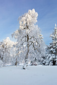 Birch, winter landscape on the Hohen Hagen near Winterberg, Sauerland, North Rhine-Westphalia, Germany