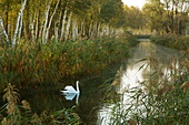 Schwan auf einem kleinen Kanal, Spreewald, Brandenburg, Deutschland