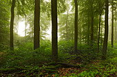 Fog, mixed forest, Taunus, Hessen, Germany