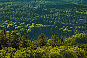 Mixed forest, Taunus, Hessen, Germany
