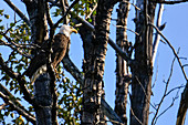 Bald Eagle watches its surroundings. Heines, Alaska