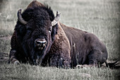 Bison liegt in einer Wiese, Yukon, Whitehorse, Kanada