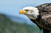 Eagle head close-up in the mountains of Vancouver, Canada