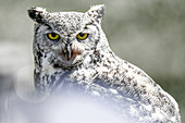Close-up of a mountain owl looking directly at the camera. Grouse Mountain; Vancouver; Canada