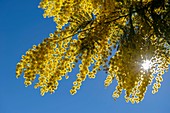 Frankreich, Var, Tanneron-Massiv mit Mimosen bedeckt