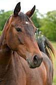 Frankreich, Ain, ein Pferd (Equus caballus