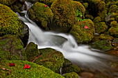 Kaskade durch moosbedeckte Felsbrocken, Olympic National Park, Bundesstaat Washington, Vereinigte Staaten von Amerika, Nordamerika