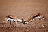 Zwei Springböcke (Antidorcas marsupialis) kämpfen, Kgalagadi Transfrontier Park, der den ehemaligen Kalahari Gemsbok National Park, Südafrika, Afrika umfasst