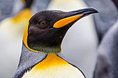 King penguins (Aptenodytes patagonicus) at breeding and nesting colony at Salisbury Plain, South Georgia, UK Overseas Protectorate, Polar Regions