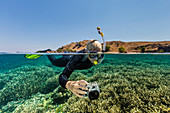 Snorkeler on the house reef at Komodo Diving Resort, Sebayur Island, Komodo Island National Park, Indonesia, Southeast Asia, Asia