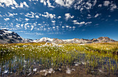 Eriophorus (Wollgras) blüht im See in Oberengadin, umgeben von den Schweizer Alpen, Graubunden, Schweiz, Europa