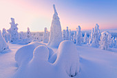 Sunrise on frozen trees, Riisitunturi National Park, Posio, Lapland, Finland, Europe