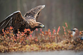 Golden eagle (Aquila chrysaetos), Sweden, Scandinavia, Europe