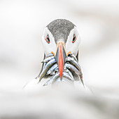 Papageientaucher (Fratercula), Farne-Inseln, Northumberland, England, Vereinigtes Königreich, Europa