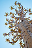 Ein Köcherbaum hat seinen Namen von den San, die die röhrenförmigen Zweige verwendeten, um Köcher für ihre Pfeile in der Nähe von Keetmanshoop, Karas Region, Namibia, Afrika, zu bilden