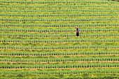 Farmer spraying rice crops for harvest at the Dragons Backbone rice terraces, Longsheng, Guangxi Province, China, Asia