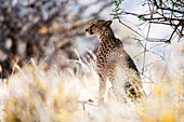 Porträt eines weiblichen Geparden (Acinonyx jubatus) im hohen Gras, Samburu National Reserve, Kenia, Ostafrika, Afrika