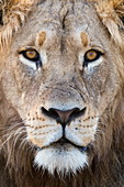 Löwe (Panthera Leo), Bergzebra-Nationalpark, Ostkap, Südafrika, Afrika