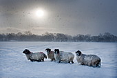 Northumberland blackface sheep in snow, Tarset, Hexham, Northumberland, England, United Kingdom, Europe