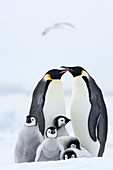 Kaiserpinguine, (Aptenodytes forsteri) Erwachsene und Küken, Snow Hill Island, Weddellmeer, Antarktis, Polarregionen