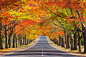Memorial Avenue im Herbst, Mount Macedon, Victoria, Australien, Pazifik